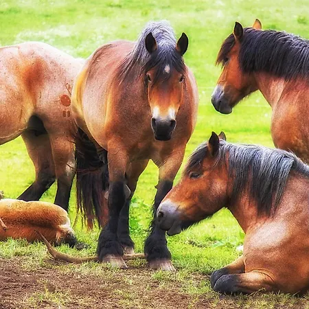 Haus Trakehnen _eg_fewo Lejlighed